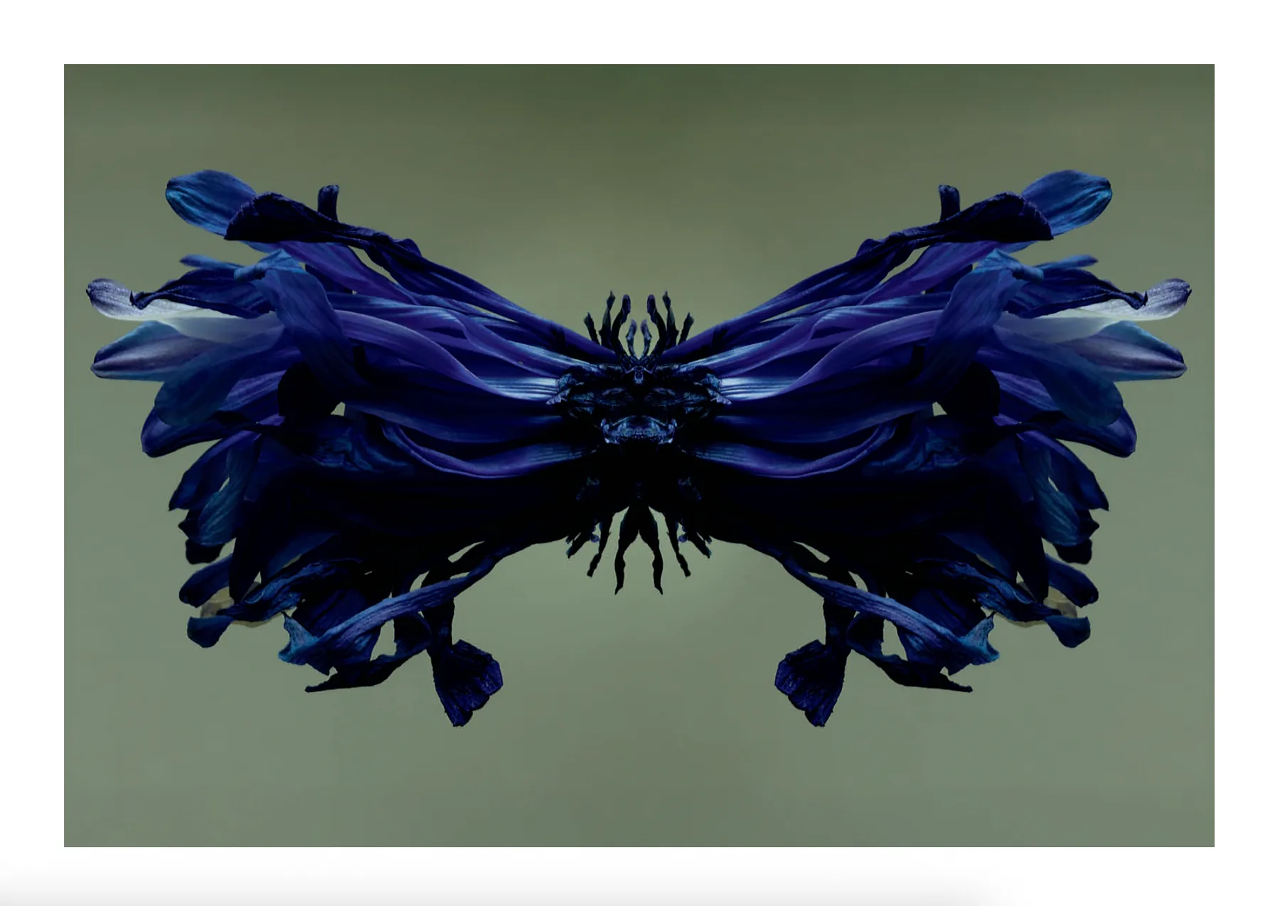 Mirrored blue flower study by Alexi Lubomirski.