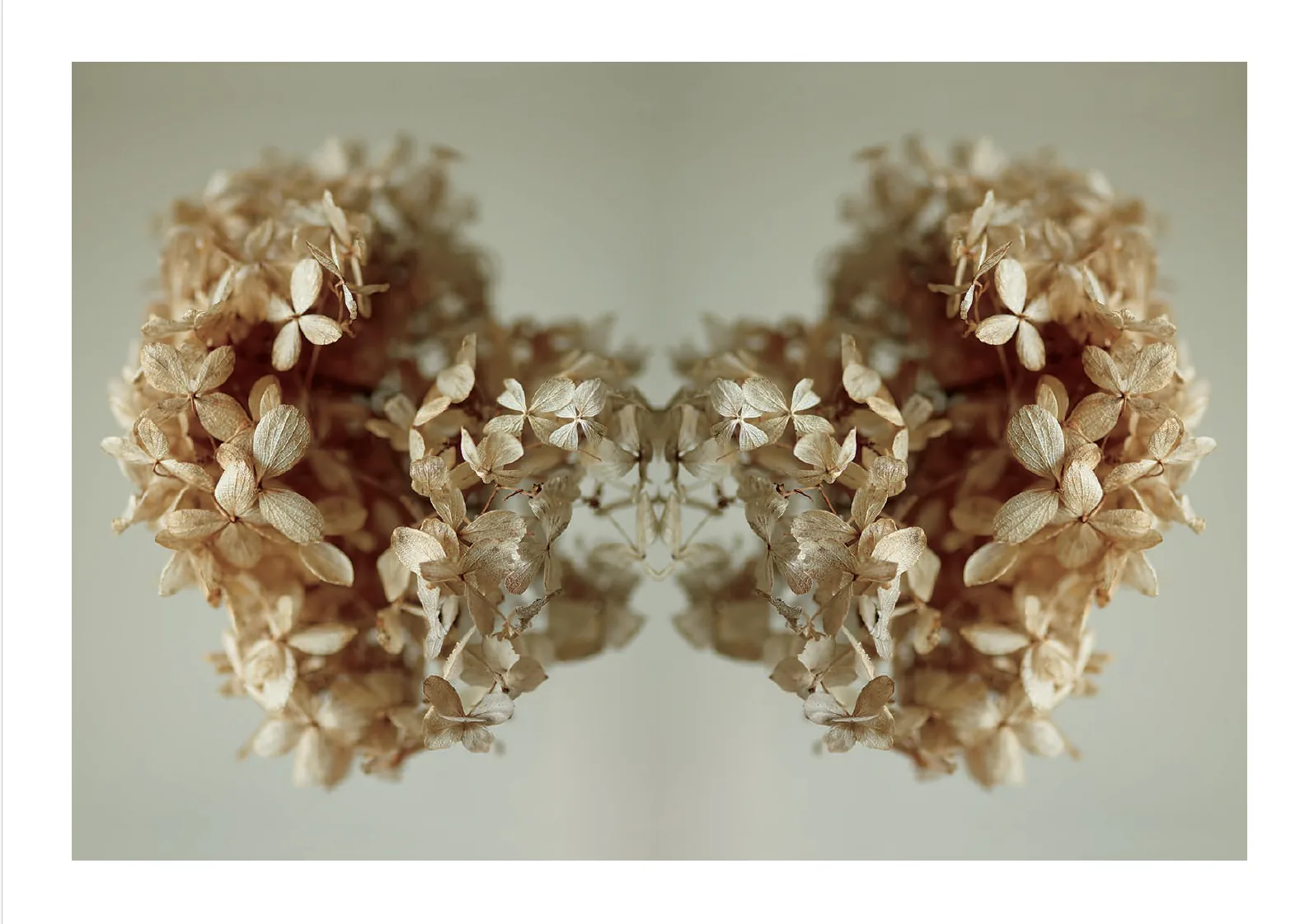 Mirrored dried hydrangea study by Alexi Lubomirski.